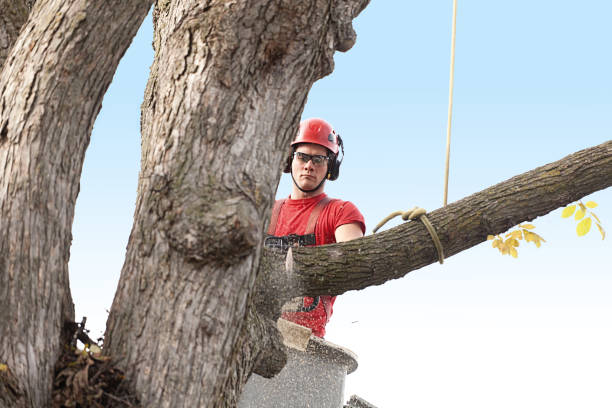 Trusted Schofield, WI Tree Services Experts